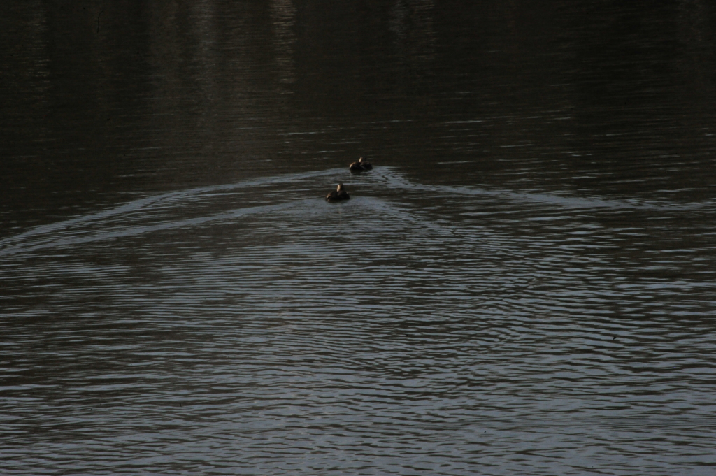 DSC_8391昭和記念公園