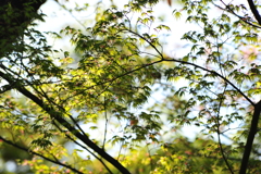 DSC_9921いつもの散歩道
