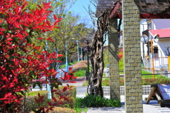 DSC_0080いつもの散歩道