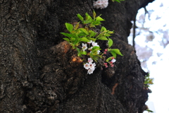 DSC_9307いつもの散歩道　[桜]