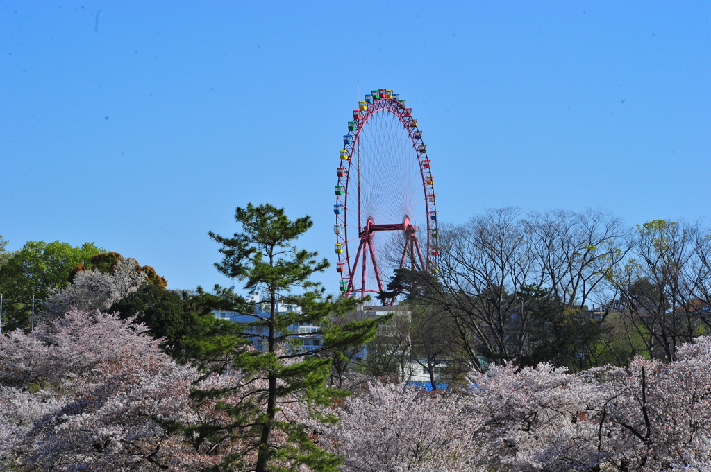 DSC_9940いつもの散歩道
