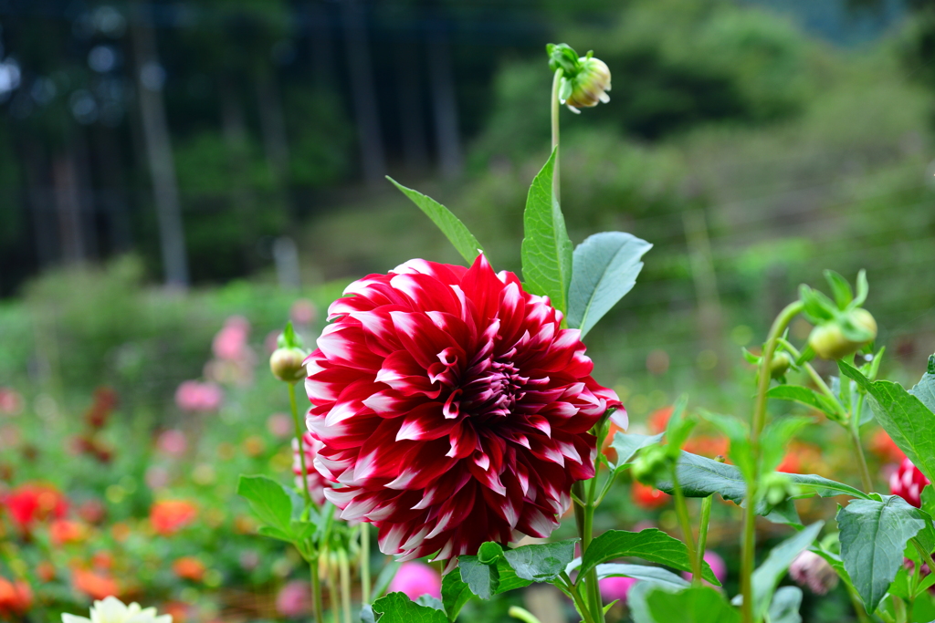 DSC_1725秩父　ダリヤ園