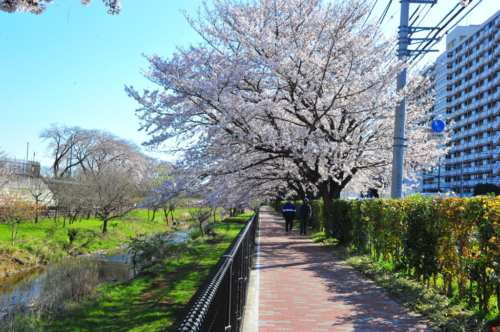 DSC_9142いつもの散歩道　[桜]