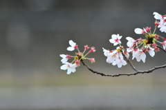 DSC_9552いつもの散歩道　[桜]