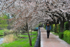 DSC_9583いつもの散歩道　[桜]