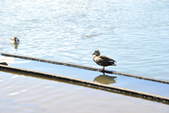 DSC_8395昭和記念公園