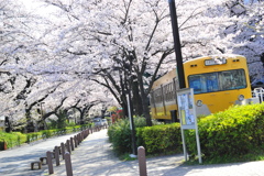DSC_9320いつもの散歩道 [桜]
