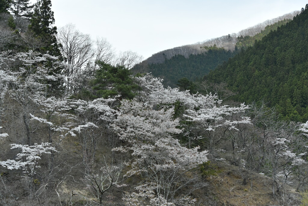 DSC_6010奥多摩湖