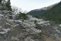DSC_6010奥多摩湖
