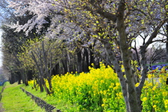 DSC_9244いつもの散歩道　[桜]