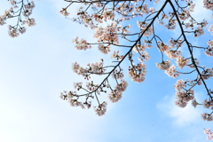 DSC_9251いつもの散歩道　[桜]