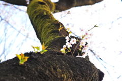 DSC_9215いつもの散歩道　[桜]