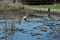 DSC_8383昭和記念公園