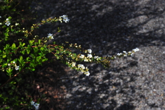 DSC_8804いつもの散歩道