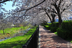 DSC_9159いつもの散歩道　[桜]