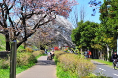 DSC_0076いつもの散歩道