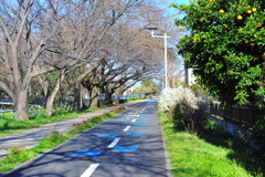 DSC_8909いつもの散歩道