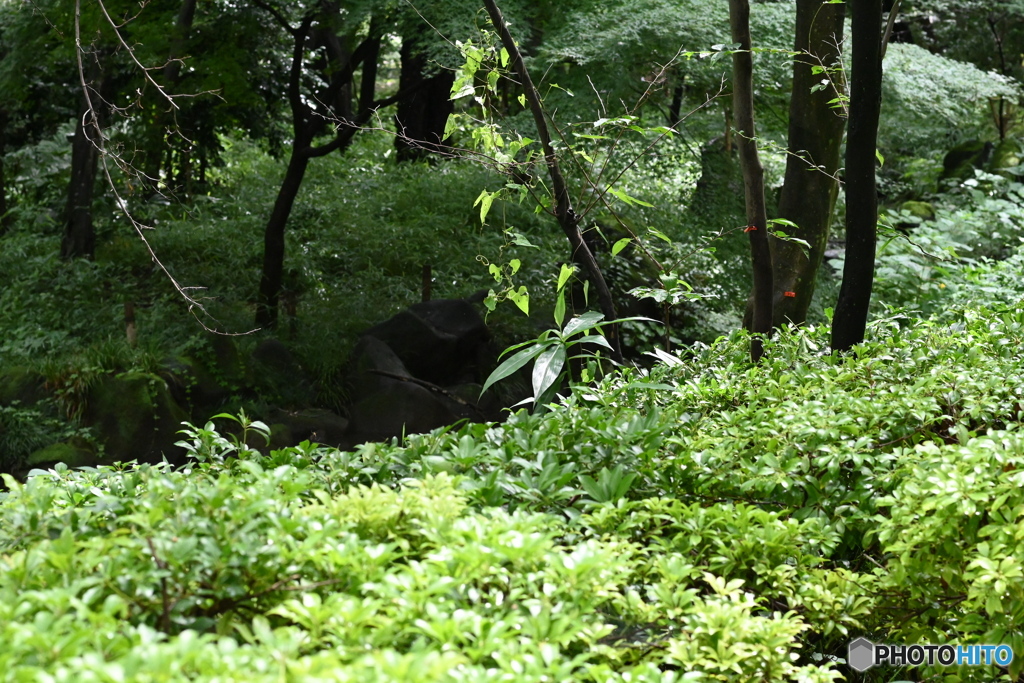 DSC_1154いつもの散歩道、