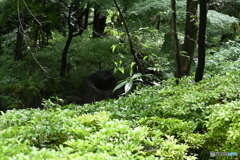 DSC_1154いつもの散歩道、