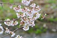DSC_9556いつもの散歩道　[桜]