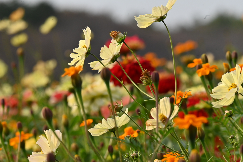 DSC_5326昭和記念公園