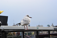 DSC_9112浅草ー墨田川