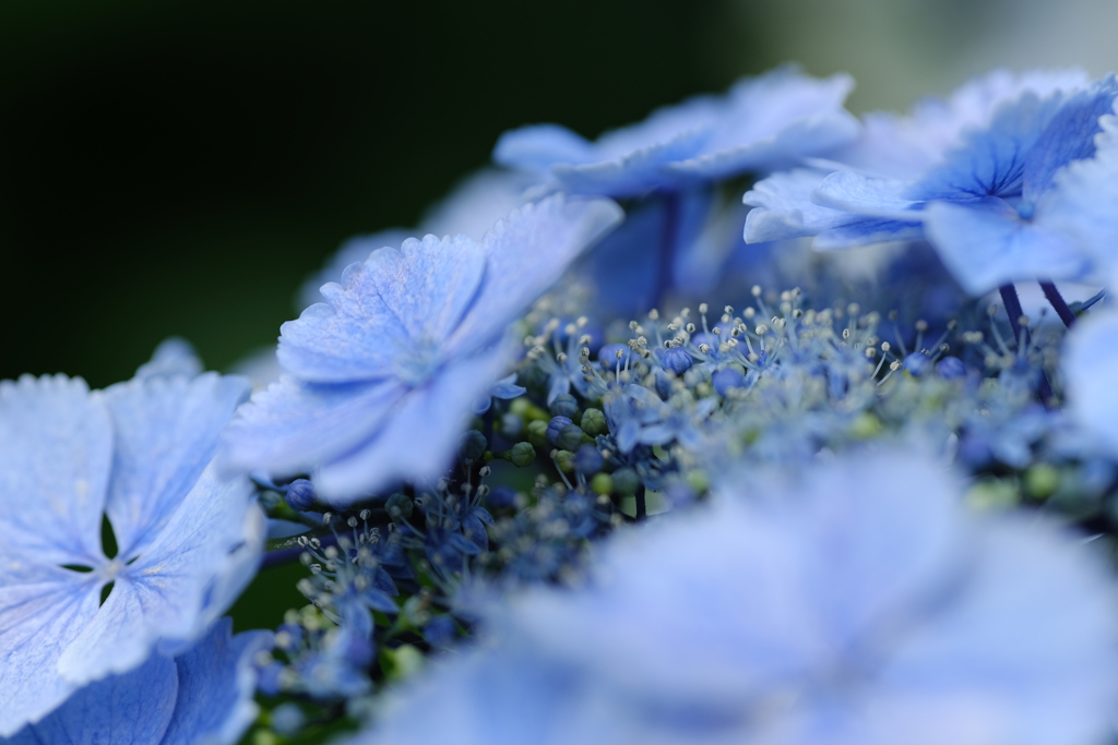 今年の紫陽花