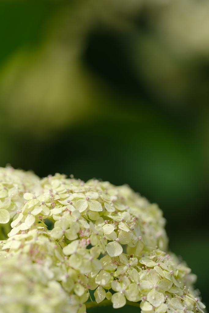 今年の紫陽花