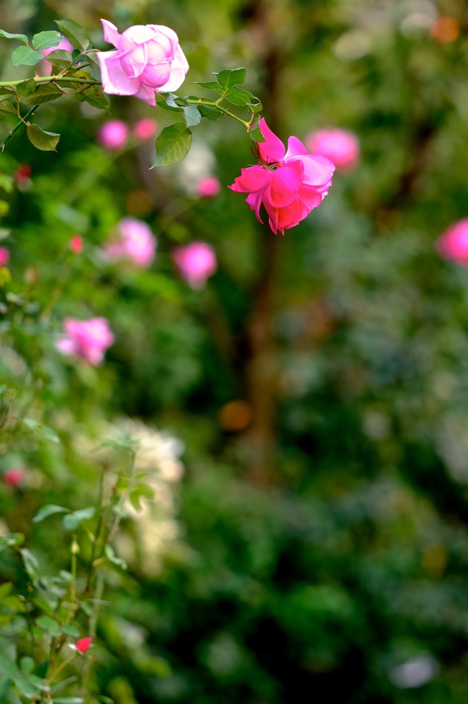 秋の薔薇