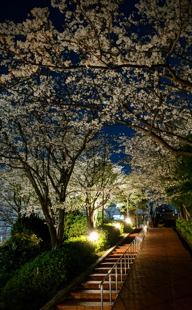 夜桜散歩