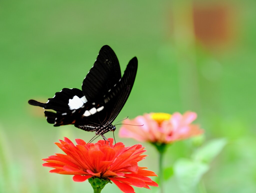 Papilio helenus butterfly