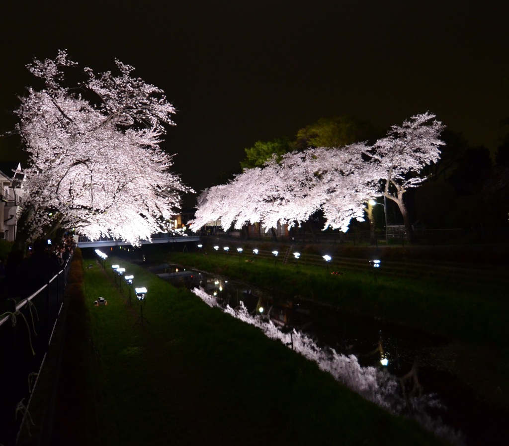 夜桜