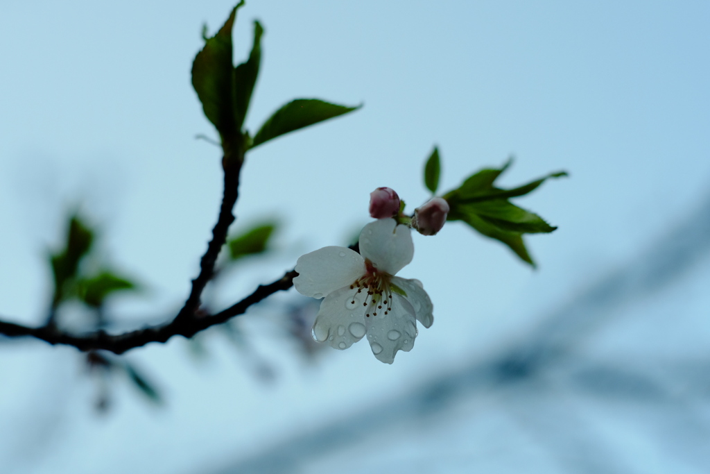 雨上がり。