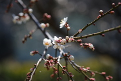DSCF2167