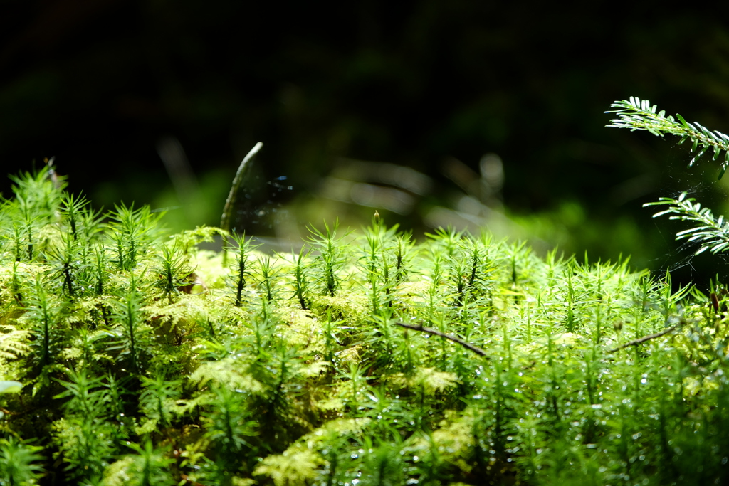 苔むしたベッド。