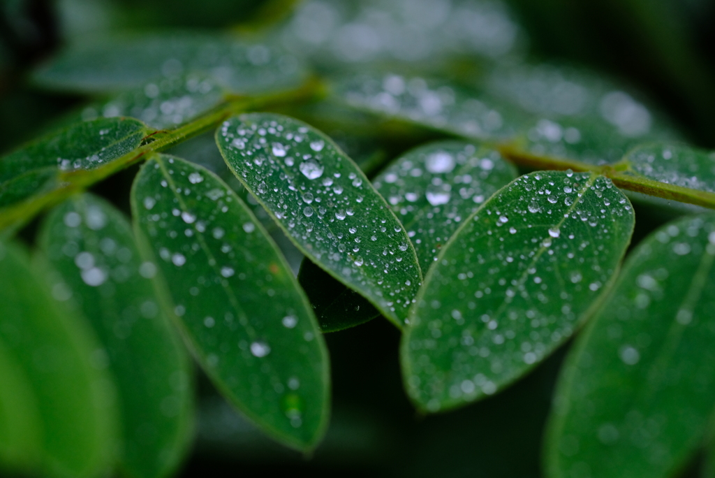 雨だったり、