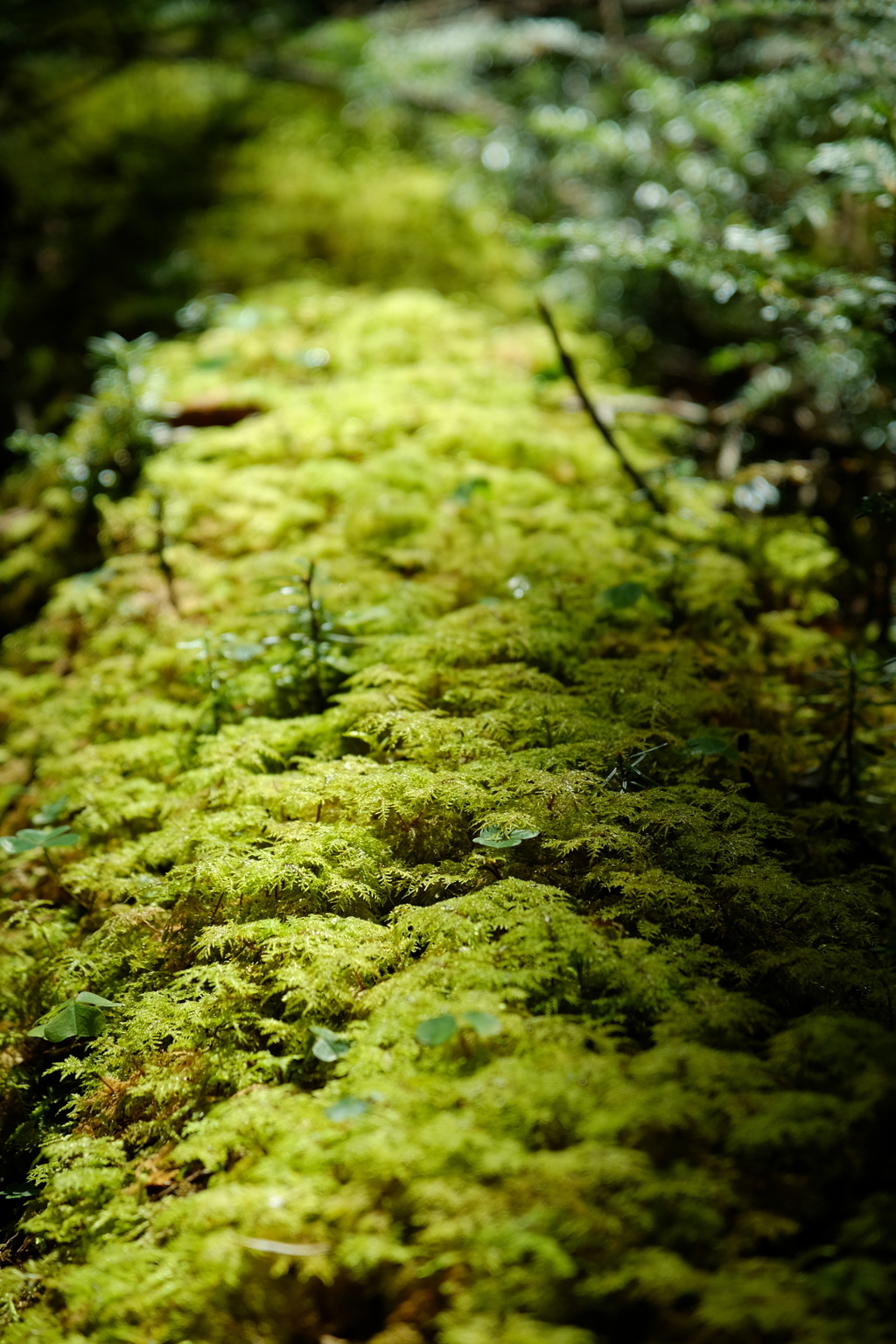 苔むした世界。