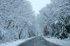 雪のトンネル。