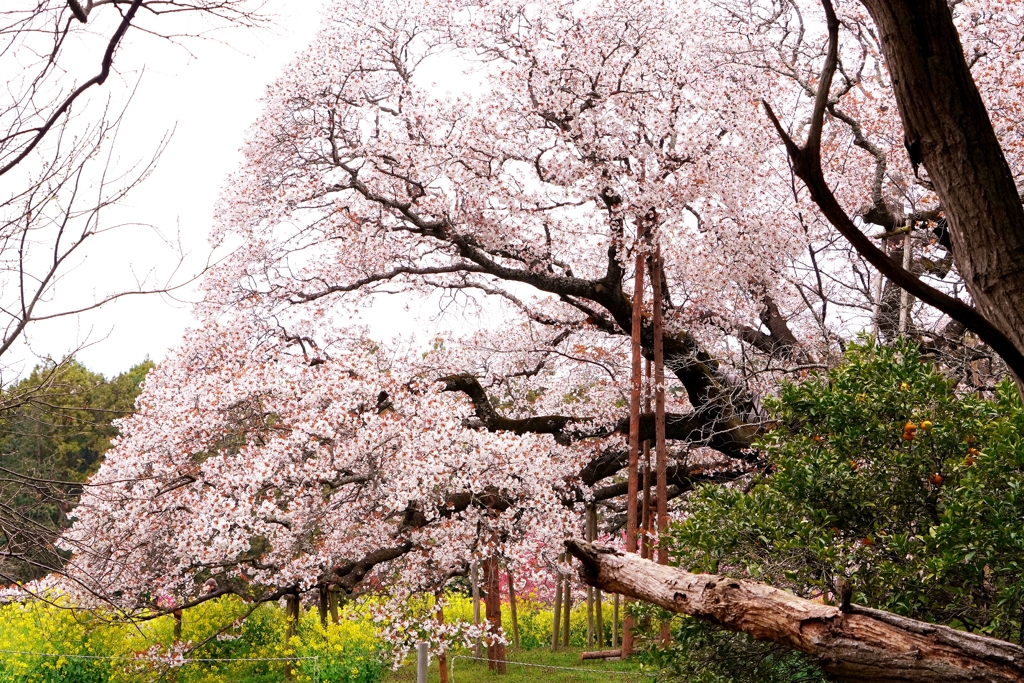 枯れ枝先の大桜