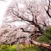枯れ枝先の大桜