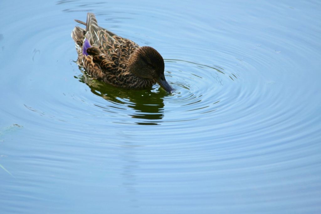 寄り道パシャ　水紋