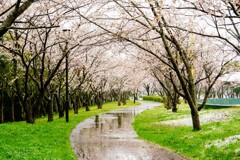 寄り道パシャ　桜