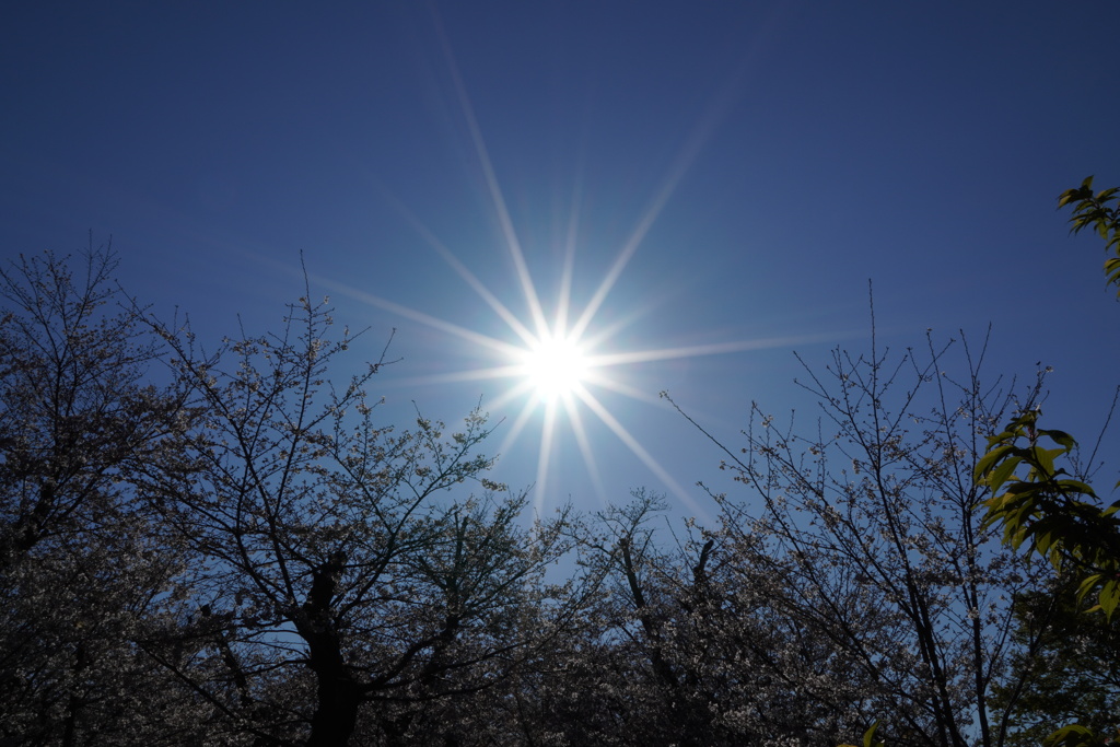 太陽と桜