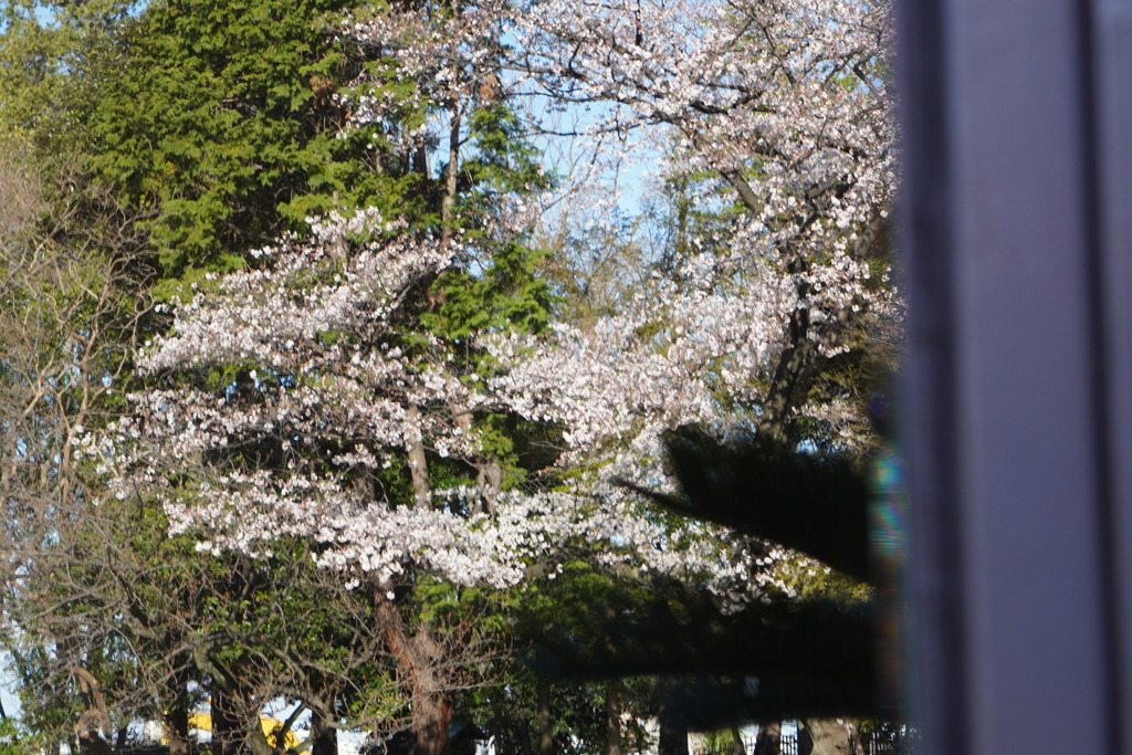 映り込み　桜