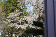 映り込み　桜