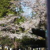 映り込み　桜