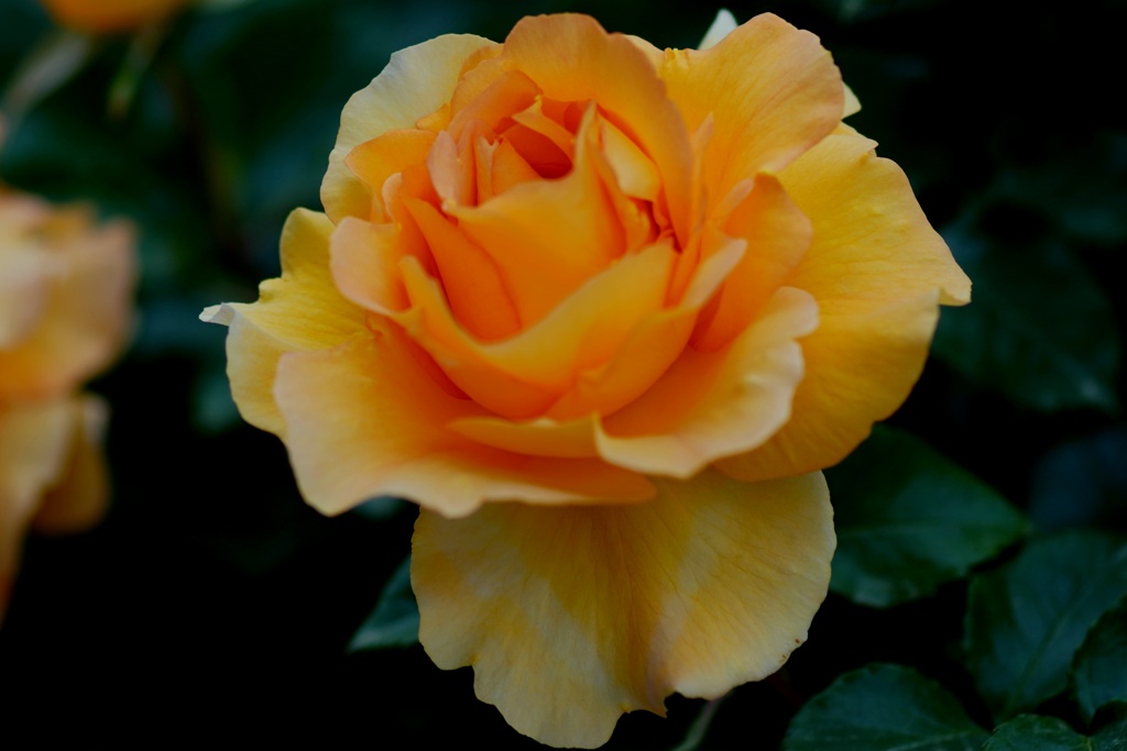 薔薇