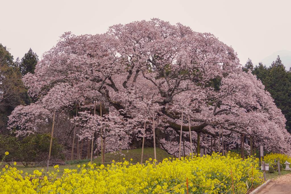 吉高の大桜