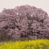 吉高の大桜
