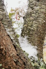 寄り道パシャ　桜と雪